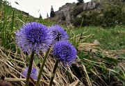 49 Vedovella alpina (Globularia nudicaulis)